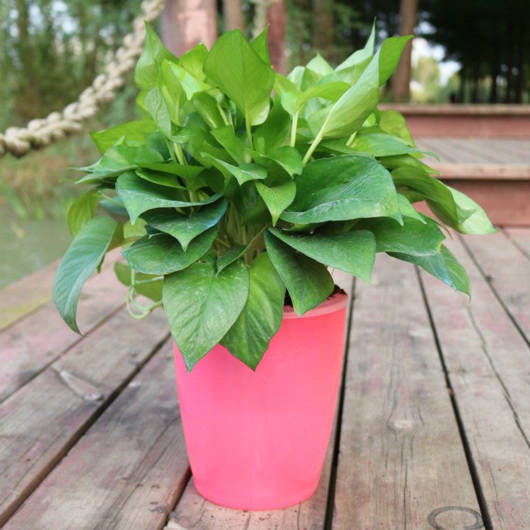 Strongwell Nordic Hydroponics Flower Pot Fairy Garden Strongwell Nordic Hydroponics Flower Pot Fairy Garden
